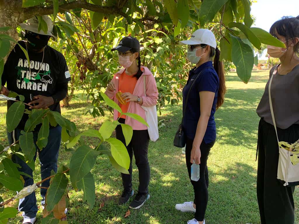 Picking fruit at Cades Bay Fruit Orchard Nevis