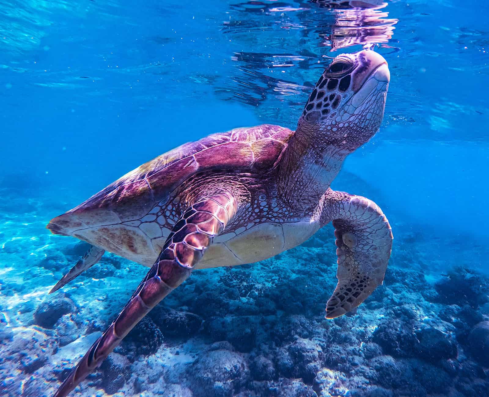Underwater shot of sea turtle