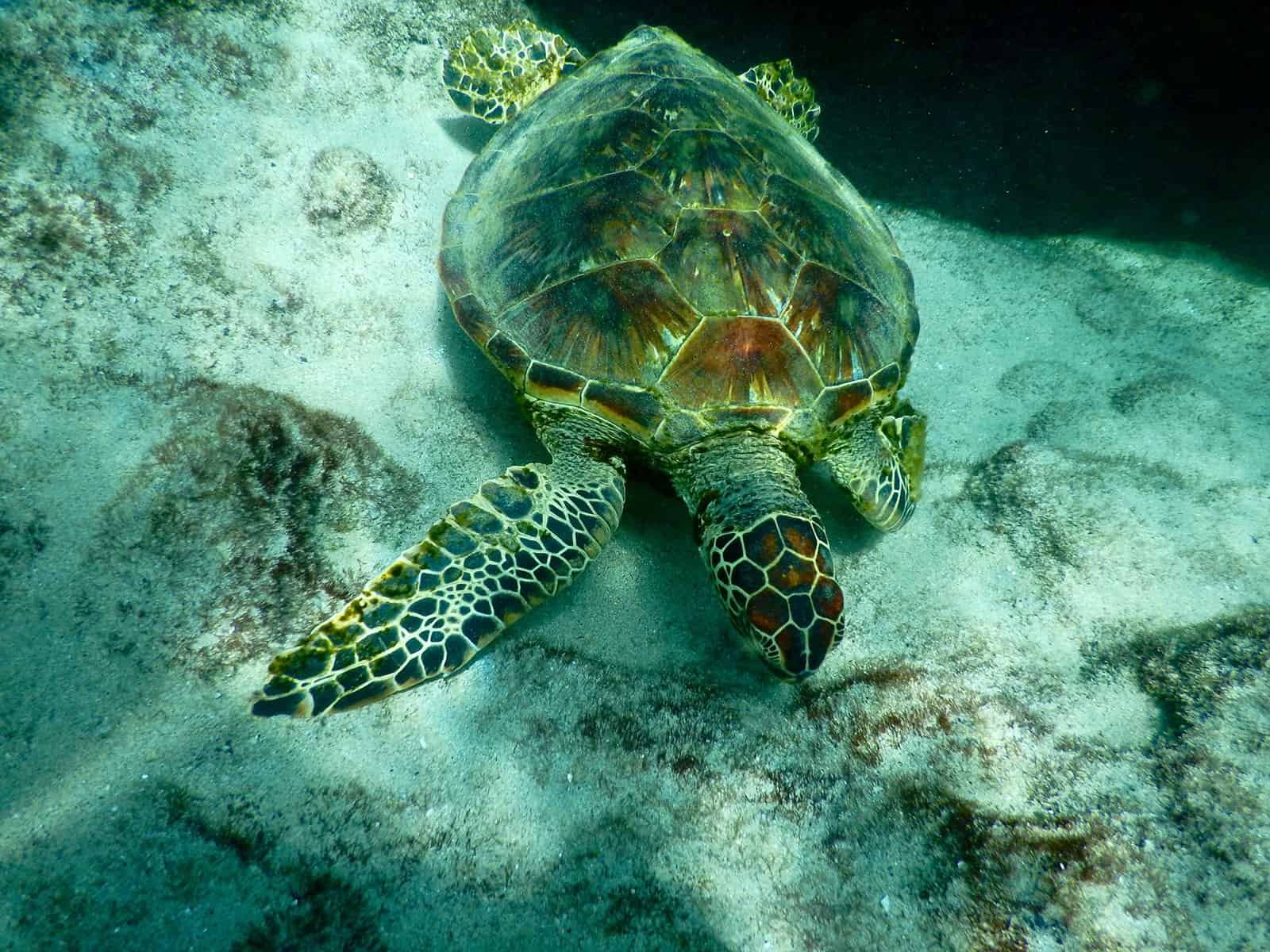 Sea Turtle Tours