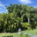 yard with tropical foliage