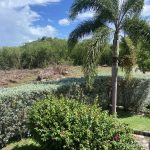 yard with hedge